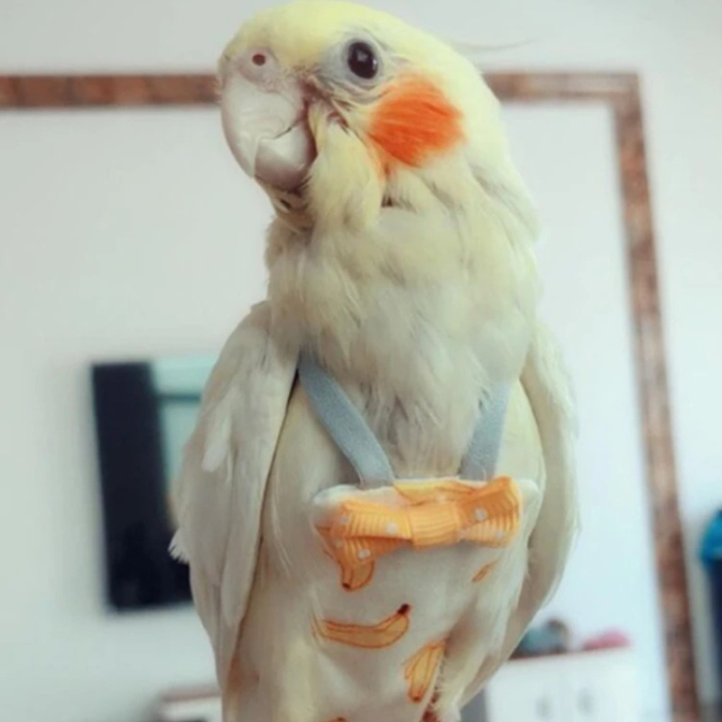 Pañal para loros con pajarita, - Plant Parenthood reseña y precio